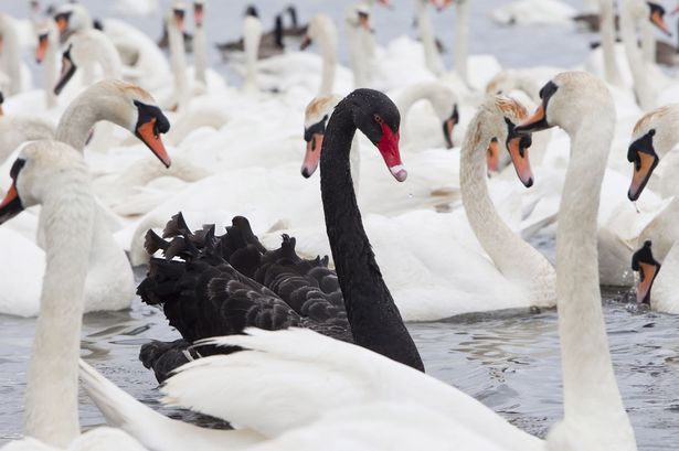 black_and_white_swans