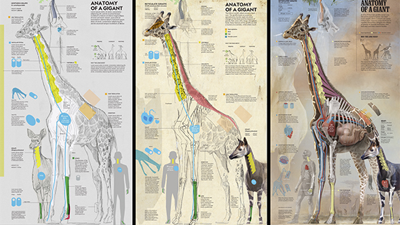 Dissecting 'Anatomy of a Giant'